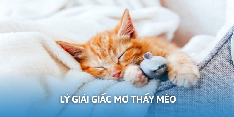 Nằm mơ thấy mèo có thể báo hiệu tốt hoặc xấu phụ thuộc vào từng tình huống