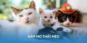 nằm mơ thấy mèo