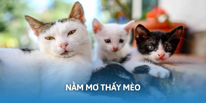 nằm mơ thấy mèo