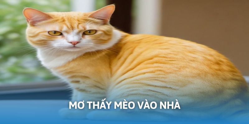 Mơ thấy mèo vào nhà báo hiệu tranh chấp sắp xảy ra